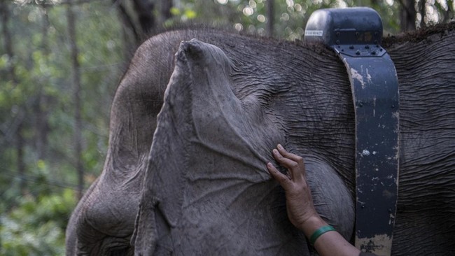 Kemenhut bekerja sama dengan Tim Vantara India untuk mencegah kematian Gajah Sumatera akibat virus EEHV.