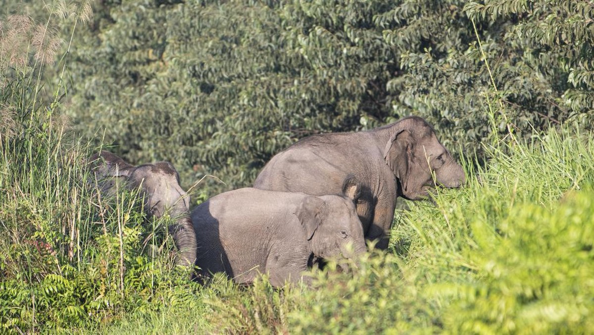 FOTO: Cegah Konflik Gajah-Manusia, Meilani dan Meisi Dikalungi GPS