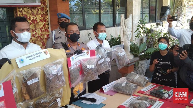 Polresta Denpasar menyebut anak ketua DPRD Kabupaten Badung, bernama Putu Nova (34) diduga memiliki narkotika jenis ganja seberat 495 gram.