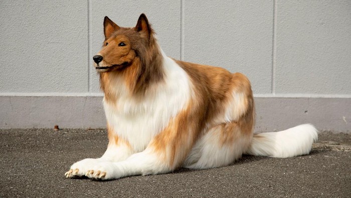 Viral! Pria Asal Jepang Ini Habiskan Rp230 Juta Agar Terlihat Seperti Anjing, Lho Kenapa? Viral! Pria Asal Jepang Ini Habiskan Rp230 Juta Agar Terlihat Seperti Anjing, Lho Kenapa?