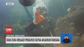 VIDEO: Suka Duka Menjadi Pengurus Satwa Akuarium Raksasa