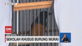 VIDEO: Sekolah Khusus Burung Murai