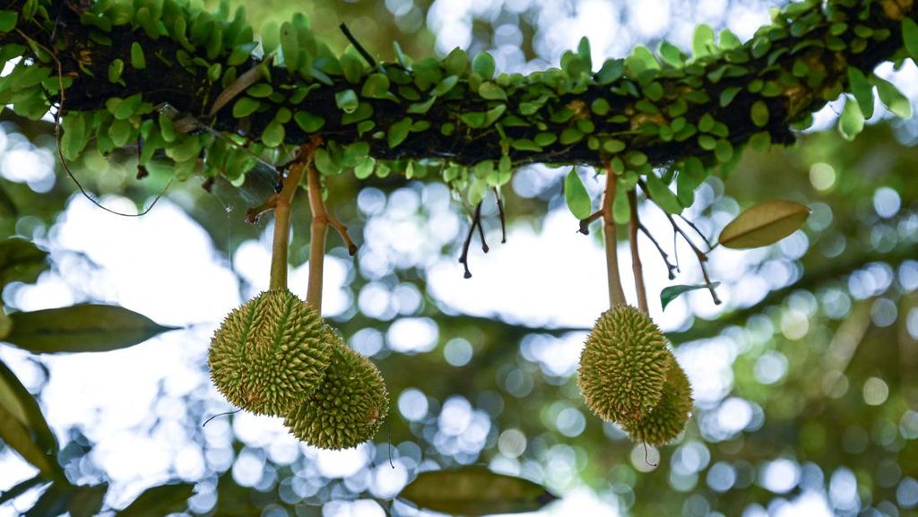 Malaysia Tawarkan Paket Liburan Spesial All-in-One Durian, Apa Itu?