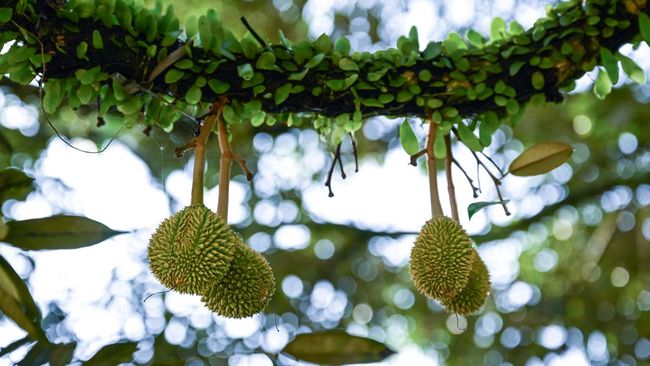 Malaysia melalui Penang berupaya memperluas kampanye wisata durian untuk menarik lebih banyak wisatawan dari India, Australia, Timur Tengah, hingga Eropa.