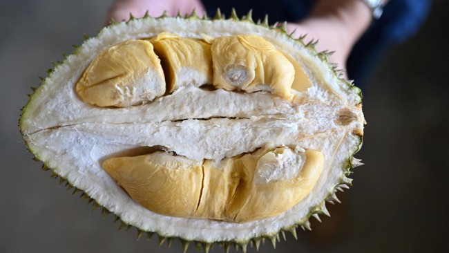 Biasanya, para pencinta durian garis keras bakal kalap kalau disuguhi durian. Tapi hati-hati, ada makanan yang tidak boleh dimakan bersama durian.