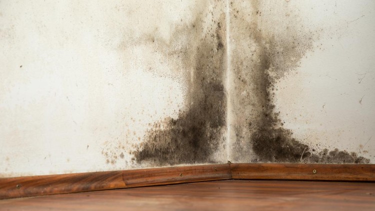 Black mould buildup in the corner of an old house