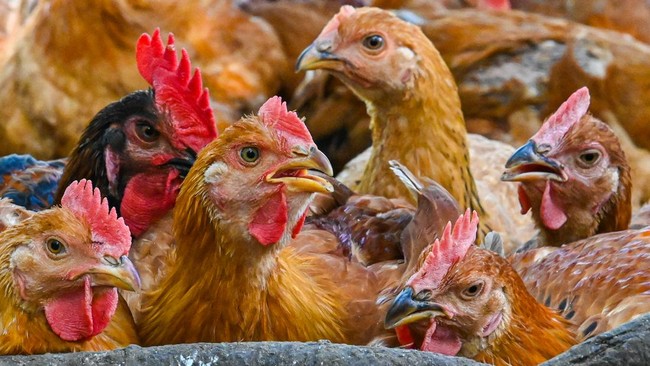 Malaysia kebanjiran pasokan ayam. Bahkan, harganya pun jatuh lebih rendah dari acuan pemerintah usai menutup ekspor selama dua bulan.