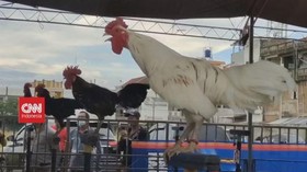 VIDEO: Kontes Ayam Ketawa Berhadiah Sapi Kurban