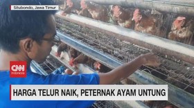 VIDEO: Harga Telur Naik, Peternak Ayam Untung