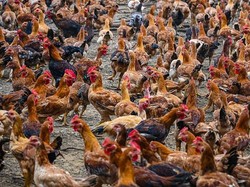 Harga Ayam Kampung di Singapura Rp 757 Ribu, Beneran Nih?