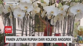 VIDEO: Panen Jutaan Rupiah Dari Koleksi Anggrek