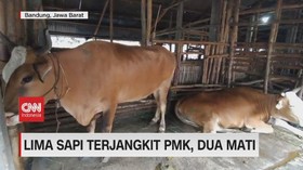 VIDEO: Penyakit Mulut Dan Kuku Ancam Sapi Kurban