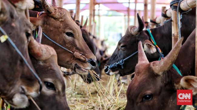 Pedagang Hewan Kurban Keluhkan Penjualan Anjlok 50 Persen Para pedagang hewan kurban mengeluhkan penjualan pada Iduladha tahun ini turun 30 hingga 50 persen dibandingkan tahun lalu.
