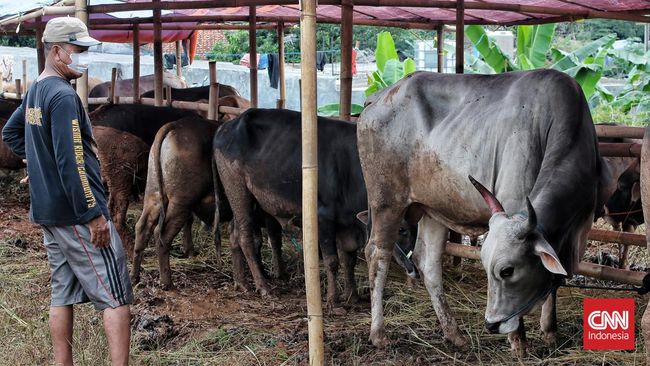 Dalam Islam hewan-hewan yang bisa dijadikan kurban itu yakni, sapi, kambing, kerbau, domba, unta. Tapi bagaimana hukumnya untuk memilih hewan yang dikurbankan?