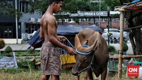 Sapi yang Kabur ke Bandara Soetta Ditemukan di Parit Soewarna Golf