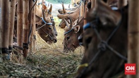 Bisa Menyerang Sapi Kurban, Apa Itu Penyakit Lato-lato?