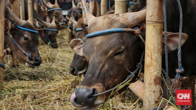 Badan Pusat Statistik (BPS) mencatat impor sapi dan kambing atau domba hidup naik jelang Hari Raya Iduladha.
