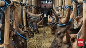 Fatwa MUI: Sapi Terjangkit LSD Gejala Berat Tak Sah Jadi Hewan Kurban