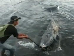 Seekor Paus Terdampar di Pelabuhan Kayangan Lombok