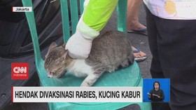 VIDEO: Hendak Disuntik Vaksin Rabies, Kucing Peliharaan Kabur