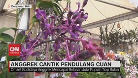VIDEO: Tanaman Hias Cantik Pendulang Cuan