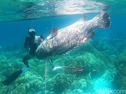 2 Kerapu Raksasa Ditangkap Pakai Panah Nelayan Sulawesi, Ada Beratnya 300 Kg