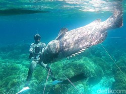 Detik-detik Nelayan Taklukkan Kerapu Raksasa di Terumbu Karang Laut Buton