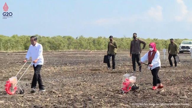 iriana Jokowi tak ragu memakai sneaker Gucci saat menanam bibit sorgum di NTT.