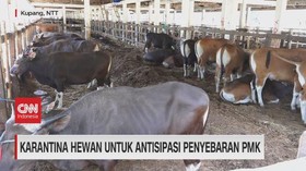 VIDEO: Karantina Hewan Untuk Antisipasi Penyebaran PMK