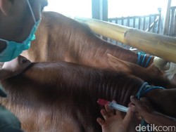 Temuan Sapi Suspek PMK di Blitar Meluas ke Enam Kecamatan