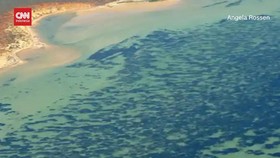 VIDEO: Tanaman Terbesar di Dunia Ditemukan di Bawah Laut Australia