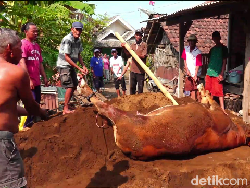 Pemkab Lumajang Kekurangan Nakes Tangani Ribuan Sapi Terjangkit PMK