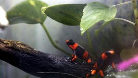 FOTO: Terancam Punah, Katak Beracun Diternak di Kolombia