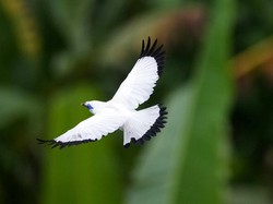 Belajar dari Jalak Bali, Setia Pada 1 Pasangan