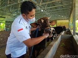 13 Hewan Ternak di Kota Tangerang Positif PMK