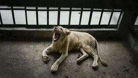 Viral Singa Putih Lemas, Faunaland Ancol Buka Suara