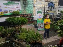 Luar Biasa! Siswa Kelas 3 SD Surabaya Sukses Budidaya Ribuan Binahong