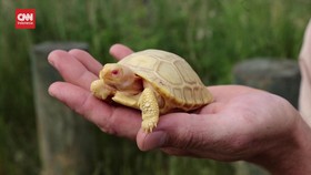 VIDEO: Melihat Keimutan Bayi Kura-kura Galapagos Albino yang Langka