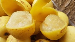 Buah Marula Bikin Mabuk hingga Karya Fenomenal Sonam Wangchuk