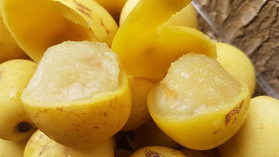 Buah Marula