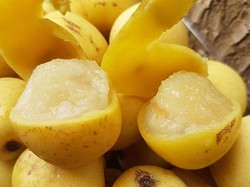 Buah Marula Bikin Mabuk hingga Karya Fenomenal Sonam Wangchuk