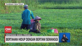 VIDEO: Bertahan Hidup dengan Bertani Semanggi