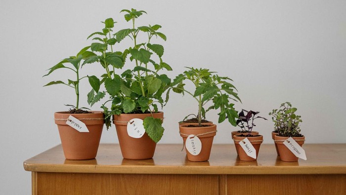 9 Jenis Tanaman Ini Bisa Bantu Usir Nyamuk di Rumah, Wajib Koleksi!