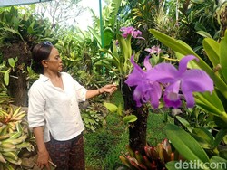 10 Contoh Simbiosis Komensalisme dari Hewan dan Tumbuhan