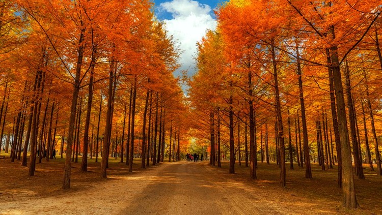 Nami Island
