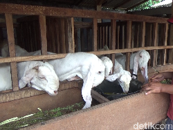 Cegah Wabah PMK, Hewan Ternak di Lumajang Diberi Ramuan Jamu Tradisional