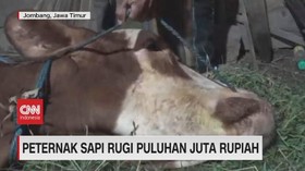 VIDEO: Peternak Sapi Rugi Puluhan Juta Rupiah