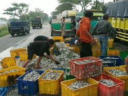 Pikap Pecah Ban Terguling, Muatan Ikan Teri Berceceran di Raya Paspro
