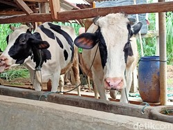 Peternak Sapi Ponorogo Terdampak PMK Dapat Bantuan Rp 10 Juta, Ini Ketentuannya
