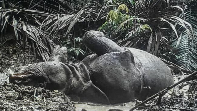 Pembatasan Wisatawan Jadi Cara Jaga Habitat Badak Jawa di Ujung Kulon